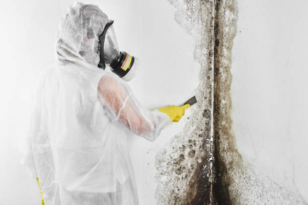 Mold Remediation for Vacation Homes